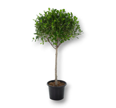 Ficus Panda Single Head 4