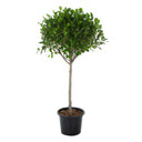 Ficus Panda Single Head 7