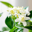 Murraya paniculata – Orange Jasmine (Thai Jasmine) 4