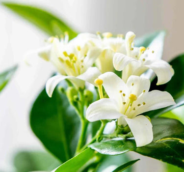 Murraya paniculata – Orange Jasmine (Thai Jasmine) 4