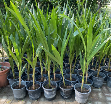 Cocos nucifera – Coconut Palm 2