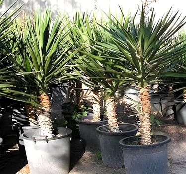 Yucca Filifera – Yucca Aloifolia