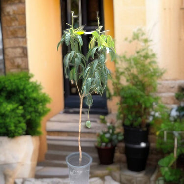 Mango Tree – Mangifera Indica – King of Fruits 3