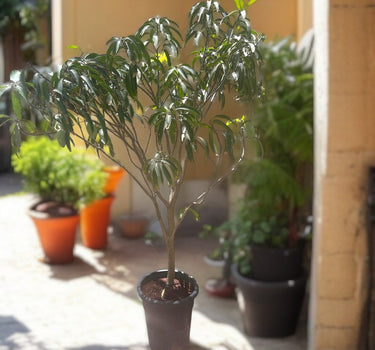 Mango Tree – Mangifera Indica – King of Fruits 2