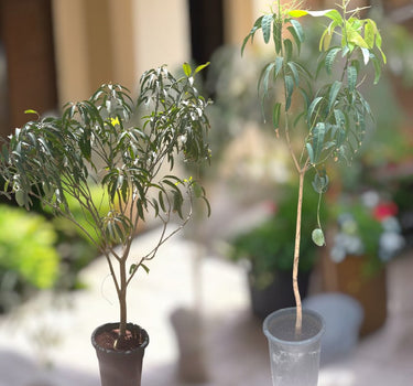 Mango Tree – Mangifera Indica – King of Fruits 1