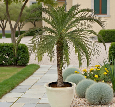 Phoenix roebelenii – Miniature Date Palm 3