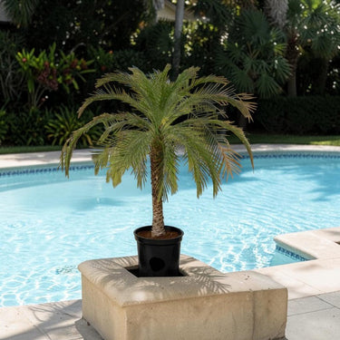 Phoenix roebelenii – Miniature Date Palm 2