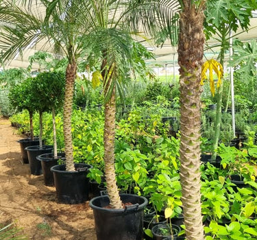 Phoenix Palm 2m