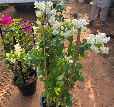 Bougainvillea in plastic pot