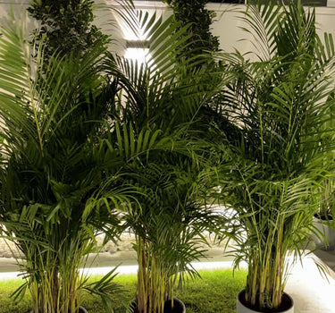 Areca Palm 3pcd Bundle