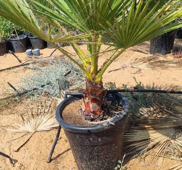 Washingtonia Palm Tree 130cm