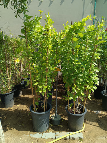 Mandevilla splendens – Yellow Bell Climber 4