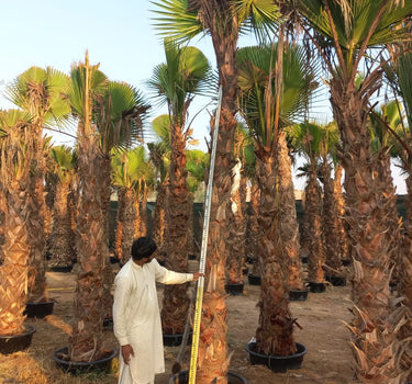 Washingtonia Palm 2m