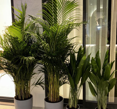 Pet Friendly Bundle 4pc