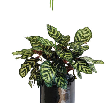 Calathea Peacock