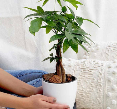 Money Tres Table Plant