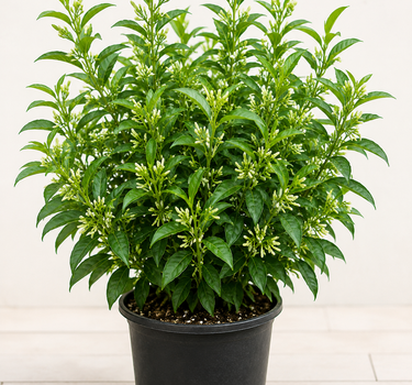 Raat Ki Rani (Night Blooming Jasmine)