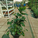 Hibiscus Rosa Sinensis 1