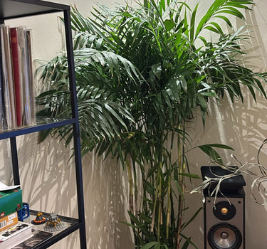 Bamboo Palm Large