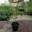 Leucophyllum frutescens – Texas Sage 4