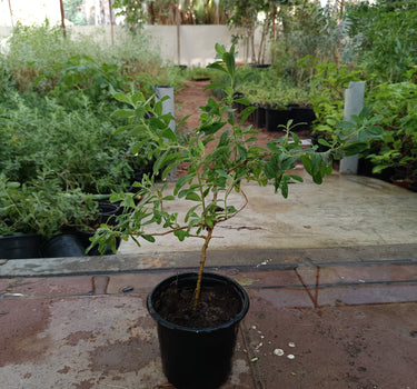 Leucophyllum frutescens – Texas Sage 4