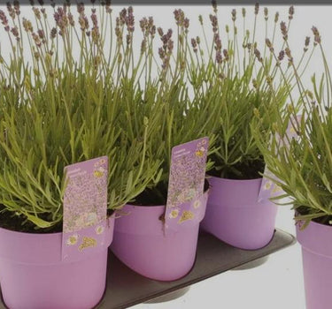 Lavender table plant
