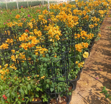Bougainvillea in plastic pot