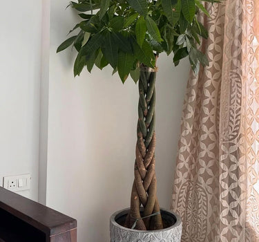 Money Tree in Matte Pot