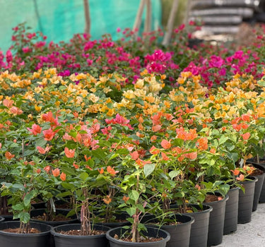 Bougainvillea