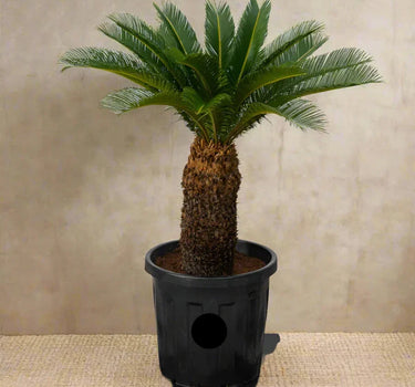 Cycas revoluta – Sago Palm 2