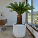 Cycas revoluta – Sago Palm 1