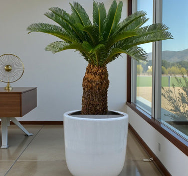 Cycas revoluta – Sago Palm 1