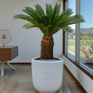 Cycas revoluta – Sago Palm 1