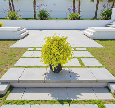 Duranta Erecta – Golden Dewdrop / Sky Flower / Pigeon Berry 1