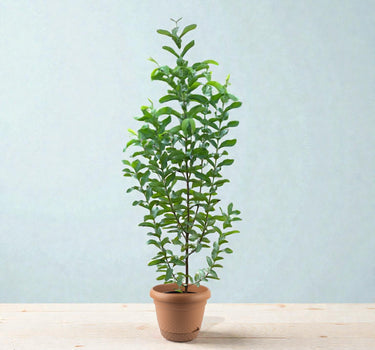Guava Tree - Psidium Guajava 3