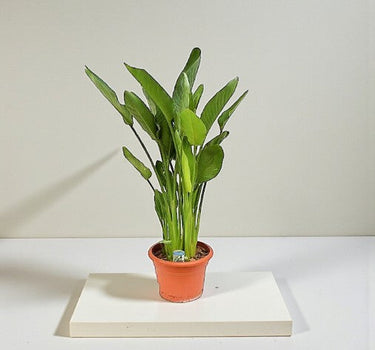 Strelitzia Reginae “Bird Of Paradise”
