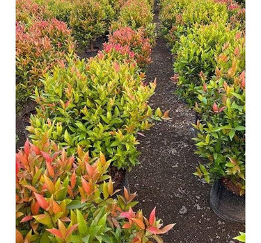 Syzygium Australe 'Christina'