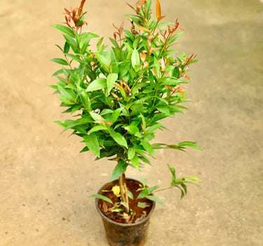 Syzygium Australe 'Christina'