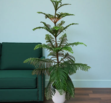 Araucaria Heterophylla – Norfolk Island Pine