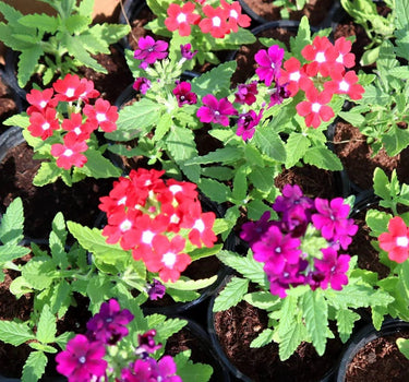 Verbena Seasonal Flowers (8–12 cm)