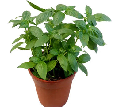 Ocimum Basilicum – Fragrant Rehan Herb for Culinary & Medicinal Use 2