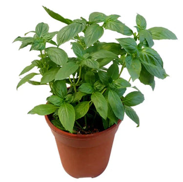 Ocimum Basilicum – Fragrant Rehan Herb for Culinary & Medicinal Use 2