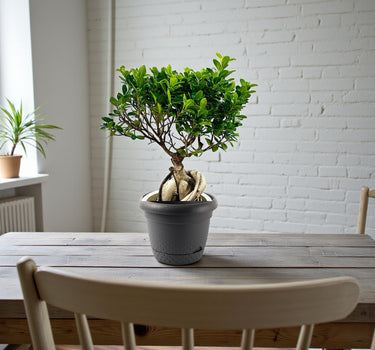 Ficus Bonsai – Ginseng Bonsai – Ficus Retusa Plant 2