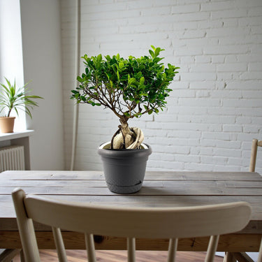 Ficus Bonsai – Ginseng Bonsai – Ficus Retusa Plant 2