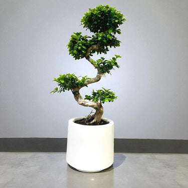 Ficus Bonsai – S Shaped 5