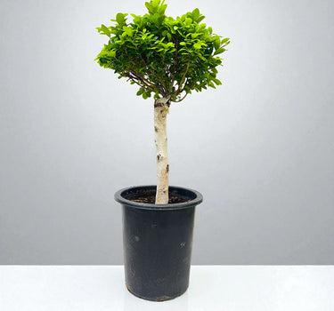 Bonsai - Ficus Diversifolia (Round Head) - 70-80cm