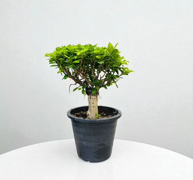 Bonsai - Ficus Diversifolia (Round) 30-40cm