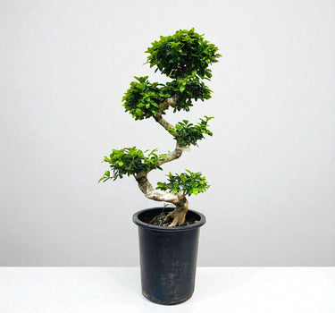 Ficus Bonsai – S Shaped 1