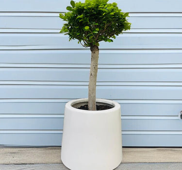 Bonsai - Ficus Diversifolia (Round Head) - 70-80cm