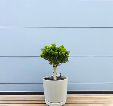 Bonsai - Ficus Diversifolia (Round) 30-40cm